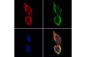 ABIN6265766 and ABIN6268647 staining Hela by IF/ICC. (TSC1 Antikörper  (C-Term))