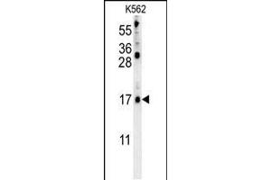 LCE2B Antibody (C-term) (ABIN653985 and ABIN2843927) western blot analysis in K562 cell line lysates (35 μg/lane). (LCE2B Antikörper  (C-Term))