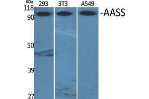 Western Blot (WB) analysis of specific cells using AASS Polyclonal Antibody. (AASS Antikörper  (Internal Region))