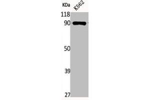 Western Blot analysis of K562 cells using Phospho-HSP90β (S254) Polyclonal Antibody (HSP9AB1 (pSer254) Antikörper)