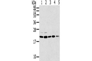 Western Blotting (WB) image for anti-Tumor Protein D52-Like 1 (TPD52L1) antibody (ABIN2427445) (TPD52L1 Antikörper)