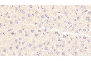 Detection of HRG in Mouse Liver Tissue using Polyclonal Antibody to Histidine Rich Glycoprotein (HRG) (HRG Antikörper  (AA 93-328))