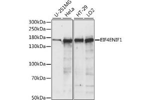 Western blot analysis of extracts of various cell lines, using EIF4ENIF1 antibody (ABIN6289976) at 1:1000 dilution.