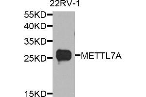 Western blot analysis of extracts of 22Rv1 cells, using METTL7A antibody. (METTL7A Antikörper)