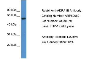 WB Suggested Anti-ADRA1B  Antibody Titration: 0.