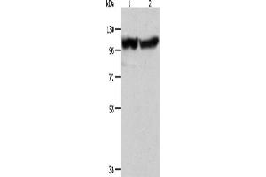 Western Blotting (WB) image for anti-Actinin, alpha 3 (ACTN3) antibody (ABIN2422427) (ACTN3 Antikörper)