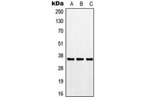 Western blot analysis of CDK3 expression in HEK293T (A), Raw264.