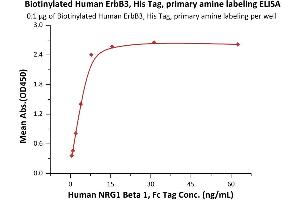 Immobilized Biotinylated Human ErbB3, His Tag, primary amine labeling (ABIN2444118,ABIN2444117) at 1 μg/mL (100 μL/well) on Streptavidin  precoated (0. (ERBB3 Protein (AA 20-643) (His tag,Biotin))