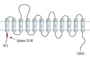 Representative domain view of the target of ABIN7043743.