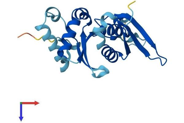 RPS7 Protein (AA 1-194) (His tag)