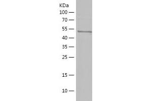 Western Blotting (WB) image for RNA Binding Protein, Fox-1 Homolog 3 (RBFOX3) (AA 1-115) protein (His-IF2DI Tag) (ABIN7124926)