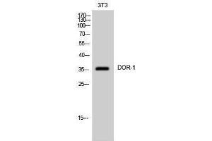 Western Blotting (WB) image for anti-Opioid Receptor, delta 1 (OPRD1) (C-Term) antibody (ABIN3174812) (OPRD1 Antikörper  (C-Term))