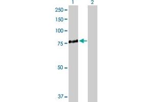 Western Blot analysis of ALOX5 expression in transfected 293T cell line by ALOX5 MaxPab polyclonal antibody.