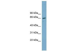 PPP2R1A antibody used at 1 ug/ml to detect target protein. (PPP2R1A Antikörper)