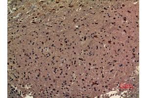 Immunohistochemistry (IHC) analysis of paraffin-embedded Mouse Brain, antibody was diluted at 1:100. (RRP7A Antikörper  (C-Term))