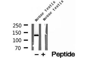 Western blot analysis of extracts of mouse testis tissue, using NASP antibody. (NASP Antikörper  (C-Term))
