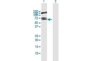 Western Blot analysis of RNF12 expression in transfected 293T cell line by RNF12 MaxPab polyclonal antibody. (RLIM Antikörper  (AA 1-624))