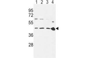 CCR7 antibody western blot analysis in 293 (lane 1), Ramos (2), MDA-MB231 (3) cell line and mouse spleen tissue (4) lysate. (CCR7 Antikörper  (AA 11-37))