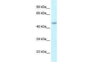 WB Suggested Anti-Eed Antibody   Titration: 1. (EED Antikörper  (C-Term))