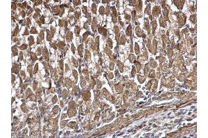 IHC-P Image DDX6 antibody detects DDX6 protein at cytoplasm on mouse stomach by immunohistochemical analysis. (DDX6 Antikörper  (Center))