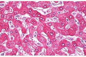 Anti-NDUFS7 antibody IHC staining of human liver. (NDUFS7 Antikörper  (AA 58-68))