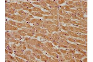 IHC image of ABIN7146968 diluted at 1:285 and staining in paraffin-embedded human heart tissue performed on a Leica BondTM system. (Caspase 9 Antikörper  (AA 113-324))