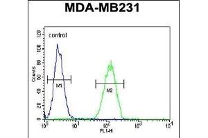 NEU1 Antibody (Center) (ABIN653650 and ABIN2842991) flow cytometric analysis of MDA-M cells (right histogram) compared to a negative control (left histogram). (NEU1 Antikörper  (AA 11-40))