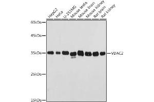 Western blot analysis of extracts of various cell lines, using VD antibody (ABIN7271337) at 1:500 dilution. (VDAC2 Antikörper  (AA 1-100))