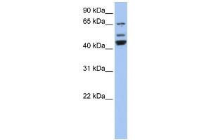 WB Suggested Anti-VPS4A Antibody Titration: 0. (VPS4A Antikörper  (N-Term))