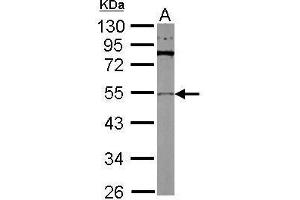 WB Image Sample (30 ug of whole cell lysate) A: Drosophila lysate 10% SDS PAGE antibody diluted at 1:1000 (TUBB2A Antikörper)