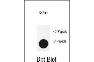 Dot blot analysis of anti-G3-cleaved Pab 3740a on nitrocellulose membrane. (ATG3 Antikörper  (AA 90-104))