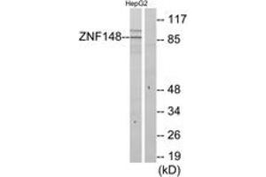 Western blot analysis of extracts from HepG2 cells, using ZNF148 Antibody. (ZNF148 Antikörper  (AA 61-110))