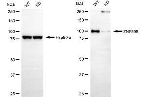 anti-Zinc Finger Protein 598 (ZNF598) antibody
