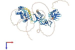 FGD4 Protein (AA 1-766) (His tag)