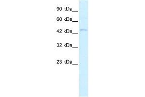 WB Suggested Anti-RNF36 Antibody Titration:  0. (TRIM69 Antikörper  (N-Term))