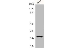 Western Blot analysis of HeLa cells using MRRF Polyclonal Antibody (MRRF Antikörper  (C-Term))
