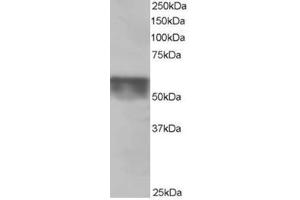 Image no. 3 for anti-Karyopherin (Importin) alpha 4 (KPNA4) (C-Term) antibody (ABIN374394) (KPNA4 Antikörper  (C-Term))