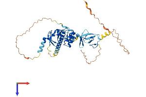 ISL2 Protein (AA 1-359) (His tag)