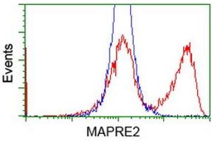 HEK293T cells transfected with either RC200259 overexpress plasmid (Red) or empty vector control plasmid (Blue) were immunostained by anti-MAPRE2 antibody (ABIN2454497), and then analyzed by flow cytometry. (MAPRE2 Antikörper)