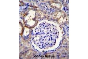 FA96A Antibody (C-term) (ABIN655197 and ABIN2844813) immunohistochemistry analysis in formalin fixed and paraffin embedded human kidney tissue followed by peroxidase conjugation of the secondary antibody and DAB staining. (FAM96A Antikörper  (C-Term))