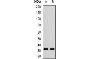 Western blot analysis of CD305 expression in KB (A), NIH3T3 (B) whole cell lysates. (LAIR1 Antikörper)