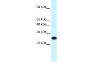 Image no. 1 for anti-Homeobox B9 (HOXB9) (C-Term) antibody (ABIN6747725) (HOXB9 Antikörper  (C-Term))