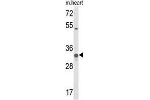 Western blot analysis of COQ5 Antibody (Center) in mouse heart tissue lysates (35µg/lane). (COQ5 Antikörper  (Middle Region))