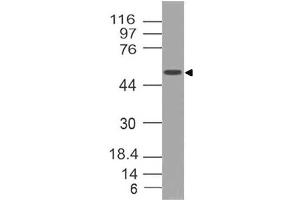 Image no. 1 for anti-SRY (Sex Determining Region Y)-Box 10 (SOX10) (AA 115-269) antibody (ABIN5027533) (SOX10 Antikörper  (AA 115-269))