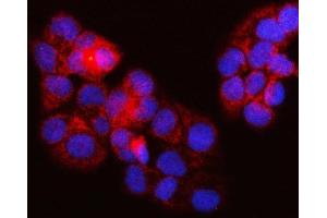 IF analysis of SURF1 using anti-SURF1 antibody (ABIN7601006). (SURF1 Antikörper  (AA 27-295))
