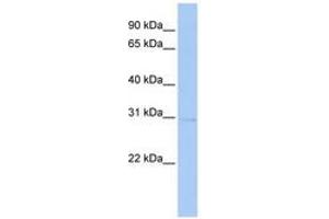 Image no. 1 for anti-serine/threonine Kinase 16 (STK16) (AA 216-265) antibody (ABIN6741028) (STK16 Antikörper  (AA 216-265))