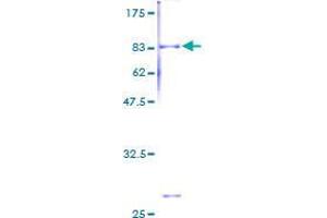 Septin 6 Protein (SEPT6) (AA 1-434) (GST tag)