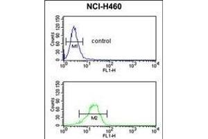 NQO1 antibody (Center) (ABIN391528 and ABIN2841484) flow cytometric analysis of NCI- cells (bottom histogram) compared to a negative control cell (top histogram). (NQO1 Antikörper  (AA 118-144))