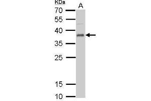 WB Image UFD1L antibody detects UFD1L protein by Western blot analysis. (UFD1L Antikörper  (full length))
