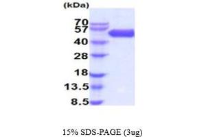 BMPR1A Protein (AA 24-152) (hIgG-His-tag)